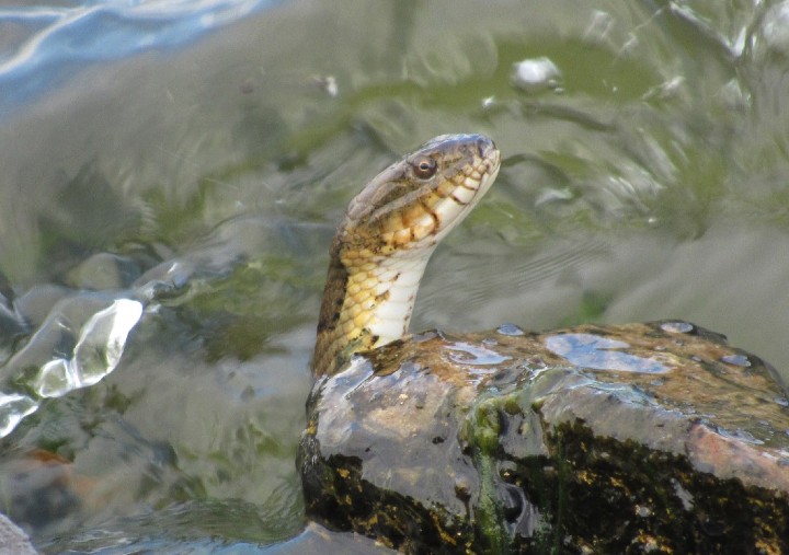 Midland Water Snake